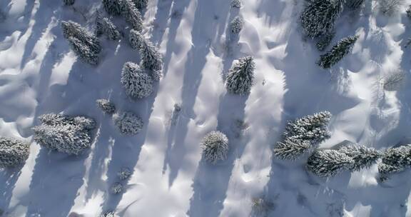 航拍雪域森林