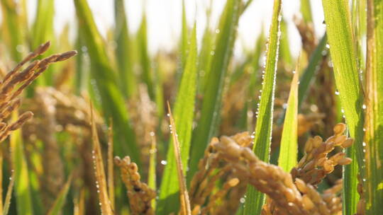 夏日秋后成熟的水稻水稻田