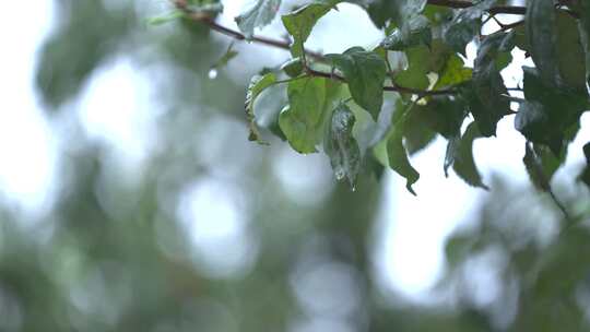 农家动物 绿植雨滴 农村空境