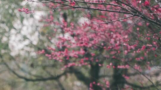 高清雨季梅花升格空镜头