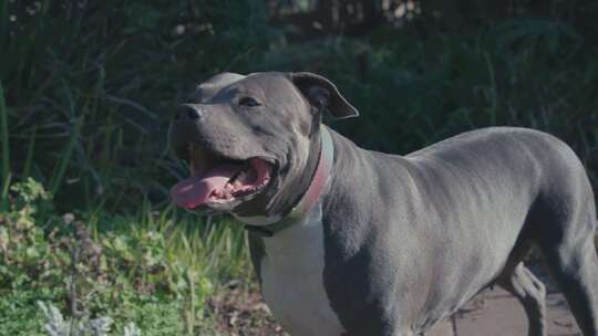 一只灰色斗牛犬在花园里追逐一个球