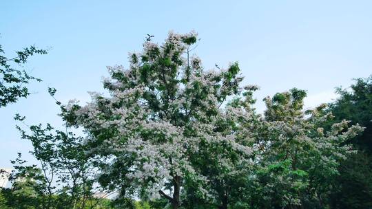 仪花树上开满了花