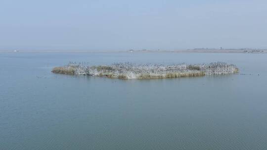航拍自然美景苏州太湖爱心岛鸟类栖息地