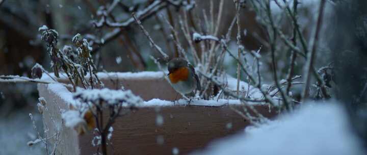 雪中送炭