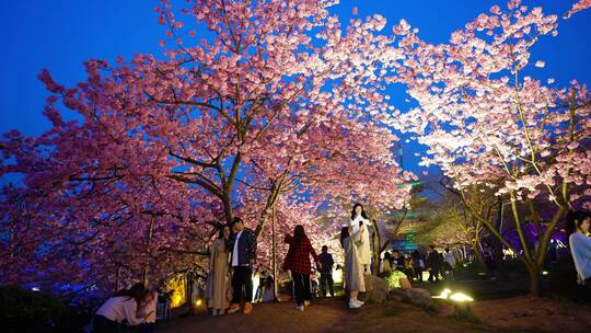 武汉东湖樱花园傍晚樱花树下的游客视频素材模板下载