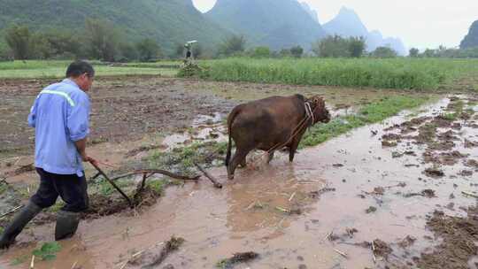 农民牵牛耕地的春耕景象