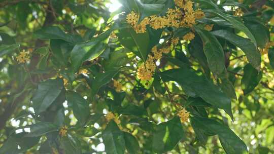 唯美桂花合集逆光小清新桂花花开桂花特写