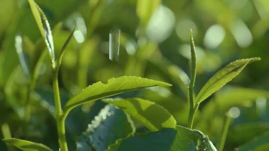 茶叶 水滴 嫩芽 茶园细雨 露珠滑落