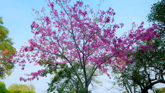 开满鲜花的树 美丽异木棉