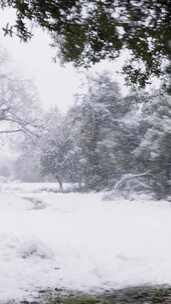 雪，冬天，树木，寒冷