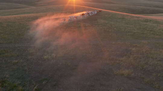航拍内蒙古草原牛马骆驼羊群