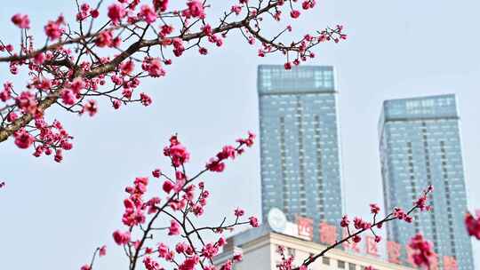 四川成都望江楼春天樱花园林风景高视角航拍