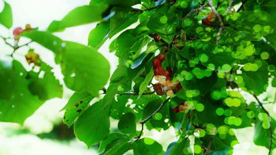 夏天 夏日 夏至 夏 夏天空镜