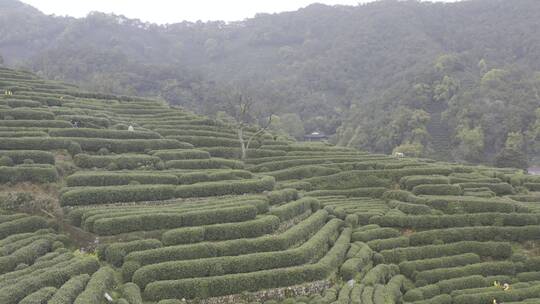 杭州西湖梅家坞茶园茶山