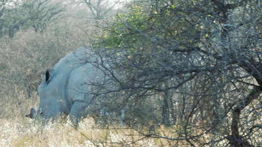 巨大白犀牛走进灌木丛