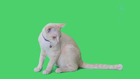 虎斑猫坐在色度键背景上环顾四周的绿屏