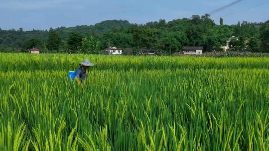 三农素材：夏天农民水稻田打药喷药实拍