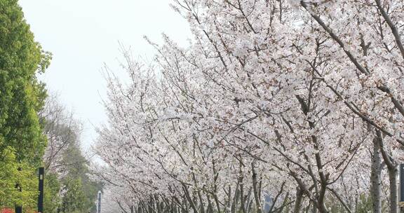 春天樱花樱花林