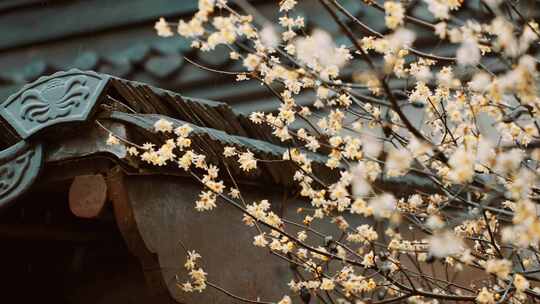 中式屋檐梅花腊梅雨中腊梅