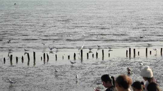 4K实拍深圳湾湿地公园海鸥候鸟栖息