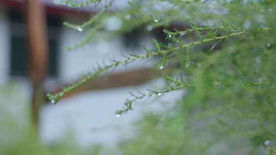 雨天小草上水珠