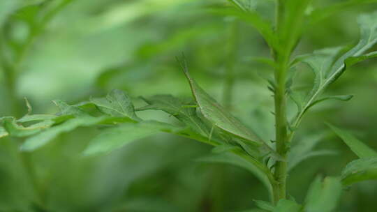 绿植上的绿色草蜢实拍