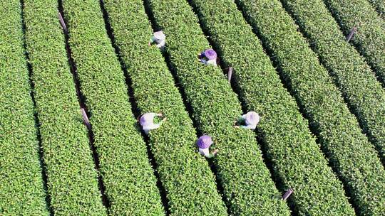 杭州翁家山春天茶园茶农采茶风景航拍