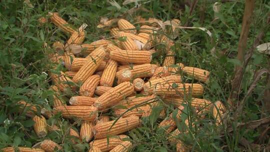 玉米农业丰收粮食雨滴雨天农田乡村振兴农业