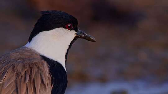 Spur Winged Lapwing，