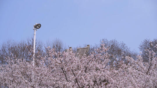 武汉大学校园鲲鹏广场春天樱花季盛开的樱花