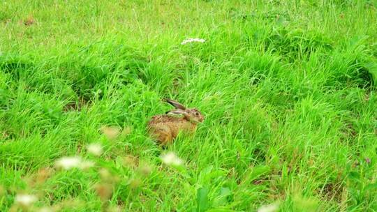 兔子走在绿色的草地上