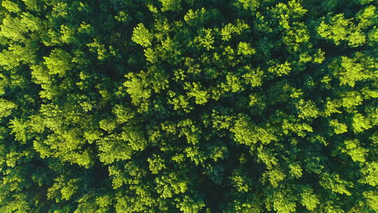 航拍绿色树林全景景观视频素材模板下载