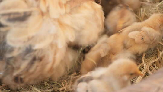农村家禽散养老母鸡刚出生的小鸡苗