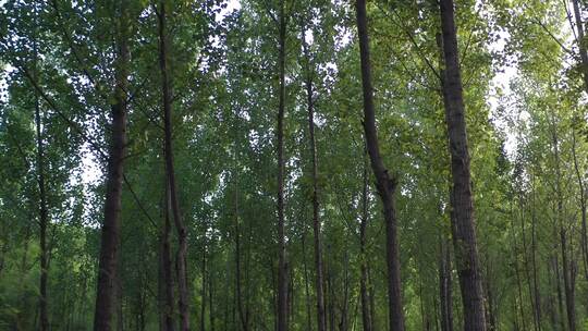 大树 植物 森林绿色 环保 树木 氧吧 航拍
