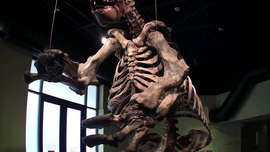 恐龙站在博物馆展览中视频素材模板下载