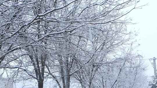 雪景飘雪鹅毛大雪