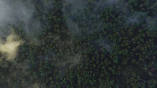 树木覆盖的森林从上方穿过云层