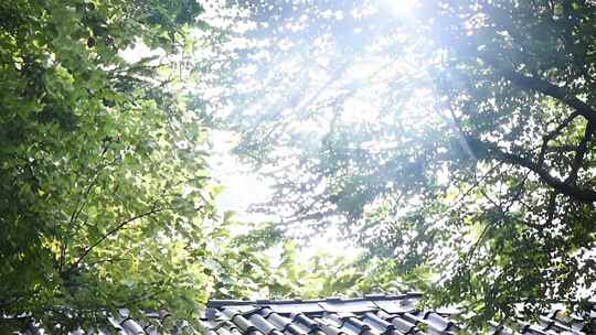 阳光透过树叶洒下的景象