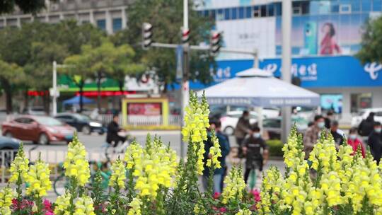 开满鲜花的城市道路