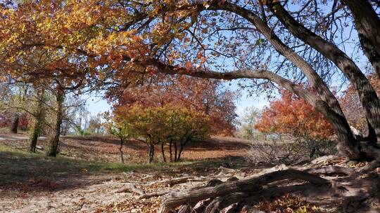 4K高清实拍秋季枫叶枫树林老树