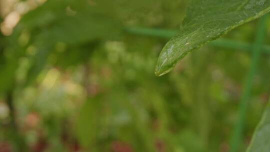 特写树叶上的水滴视频素材模板下载