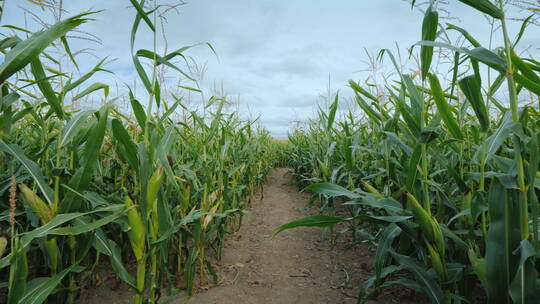 美式秋季乐趣农场田野上制作的玉米迷宫