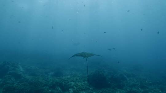 水下，海洋生物，黄貂鱼，海