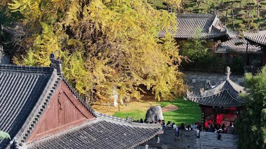 古观音禅寺银杏树