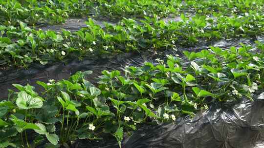 草莓园 农田 农业作物 水果 绿色植物 温室