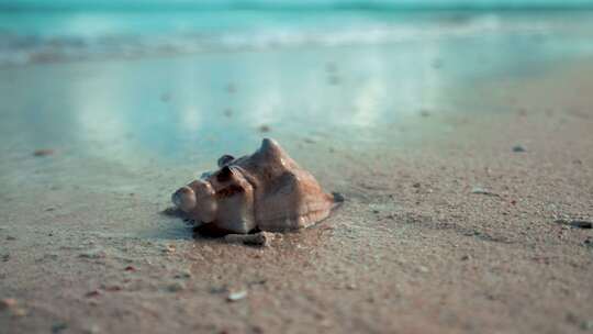 海边沙滩海滩的海螺