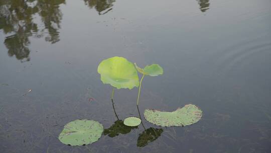 杭州西湖景区曲院风荷荷花