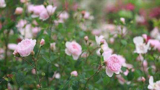 月季花特写