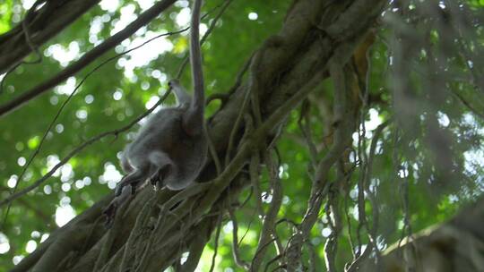 猴子拽着树枝在丛林里跳跃