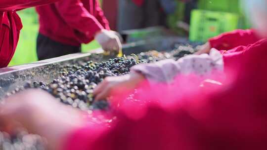 宁夏贺兰山酒庄葡萄酒红酒生产酿酒工艺生产视频素材模板下载